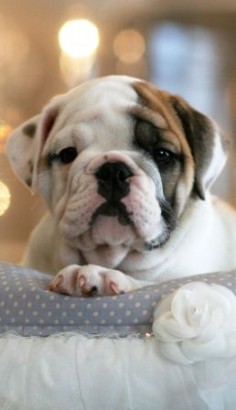 Bulldog Puppy: Precious