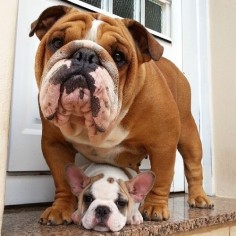 #Bulldog# puppy with its mom