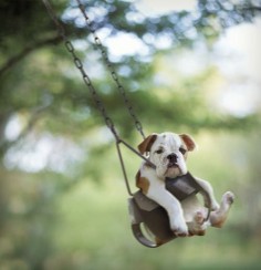 Bulldog + Swing