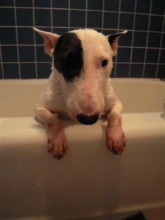 #BullTerrier Bath time)) #English #Bull #Terrier #Dog #FunnyPhoto #FunnyDog #Dogs #Bullie