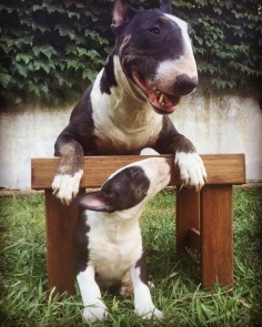 Bully and Baby