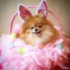 Bunny Ginger wishing everyone a Happy Easter -------------------------------------------------- Ginger can't wait to go to #luemseasterbonehunt with her friends Lucy and Emily @pupsonpar This is my entry for #easterpaws2016 contest hosted by @ipartywithbrucewayne @Liz  @kelly_bove This is my entry for the #Eggcellentpups contest hosted by @krista_and_bo @lab_tails @elvis_gsdexplorer This is my entry for the #PawtasticEaster contest hosted by @krista_and_bo @comet_and_scooter @Frank Lewis @threespoileddogs @taylor_the_lab @effyskye_the_keeshond by monique_ginger