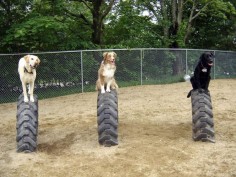 Buried semi or tractor tires for puppy play time! This is easy to do!