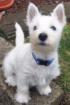 Burleigh the West Highland Terrier Pictures 899170