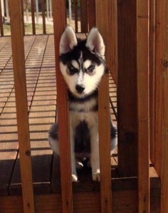 But Have Too Much Pride to Admit Fault | Community Post: 21 Times A Husky's Expression Said It All
