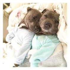…but just thought you should know HOW FREAKIN’ ADORABLE YOU ARE. | These Pit Bull Brothers Are Taking Over Instagram