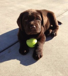 But they ALSO know the importance of playtime. | 27 Reasons Labradors Are The Best Creatures In The Galaxy