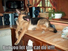 "But you let the cat do it!!" ~ Dog Shaming shame - German Shepherd