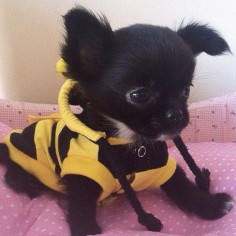 Buzz buzz, I'm a bee! I'll sting you with my cuteness.