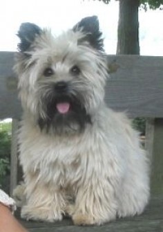 Cairn Terrier Colors - Bing images