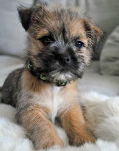Cairn Terrier Mix - I love their old man fur.