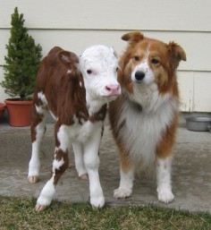 Calf and dog
