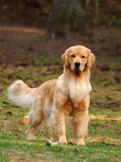 Can Ch Harmony's After Midnight (3/3/2015-) Golden Retriever