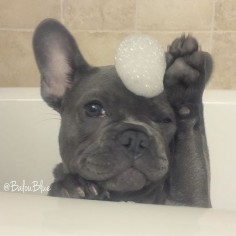 "Can this Bath be over, please?", French Bulldog Puppy who is over it.❤️❤️