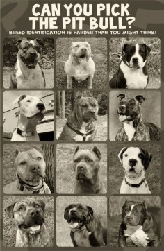 Can you pick the Pit Bull? "left to right, top to bottom: 1. American Bulldog 2. American Allaunt 3. Alapha Blue Blood Bulldog 4. Dogo Argentino 5. Presa Canario 6. Ca do Bou 7. American Pit Bull Terrier 8. Cane Corso 9. Boxer 10. American Bandogge 11. Olde English Bulldog 12. American Bully. BSL is not a solution, it is a problem… It is wrong, and innocent animals die because of it." I wanna be on the loving pitty committee