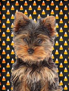 Candy Corn Halloween Yorkie Puppy/Yorkshire Terrier 2-Sided Garden Flag