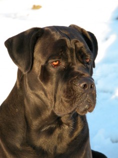 Cane Corso Dogs - Love them with their natural (uncropped) ears.