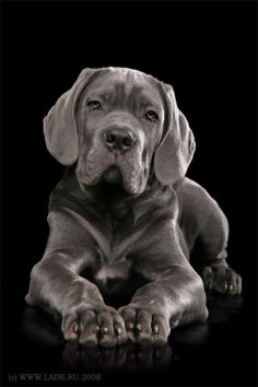 Cane Corso::An Italian breed, for years valued highly in Italy as a companion, guardian and hunter. It is a large Italian Molosser, closely related to the Neapolitan Mastiff.