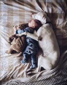Canine companions: The baby boy is the filling in a soft, furry, doggy sandwich with his toy and the real thing