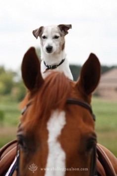 *can't get better than this a JRT and a horse !!