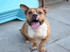 Captain A1076924.  TO BE DESTROYED 06/22/16 ****CUTIELICIOUS****A volunteer writes: Captain is simply ridiculous! He has the body type of a corgi or basset hound and as we make our way down the hallway we’re met with responses like “He’s so cute I can’t even look at him!”, “What is THAT?”, or just school-girl-esque squealing! He’s great on leash, seems housebroken, and eats up all of the attention that comes his way. He loves to be petted and is very waggy and engaging. He likes to play fetch, b