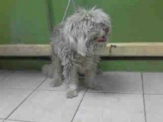 Casper is 18 years old. Surrendered by heartless owner to a high kill shelter  Please share and help Casper find his forever home