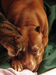 #cat consoling a lovable #pitbull ♥