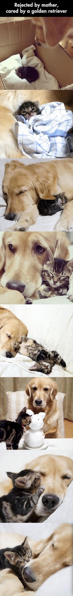 #Cat rejected by its #mother, cared for by a golden  Awww so cute -