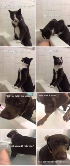 Cat vs. dog