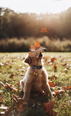 Catch a falling leaf!