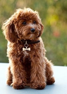 A mix between a Cavalier King Charles Spaniel and a Poodle. My new obsession!!