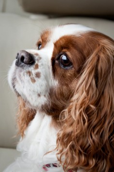 Cavalier King Charles makes me think of the movie Lady and the Tramp, the Disney dog- heroine I loved.