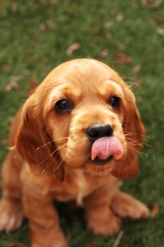 Cavalier King Charles Spaniel pup -- so cute!