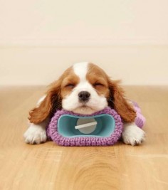 Cavalier King Charles Spaniel puppies get on great with the whole family and other dogs! More at Hanwell Pet Store.