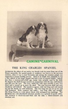 Cavalier King Charles Spaniel RARE Vintage Print 1931 Breed Description Photo | eBay
