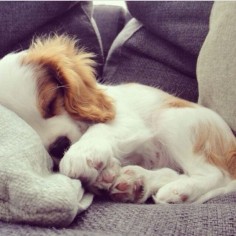 Cavalier King Charles spaniel ~ sleeping puppy