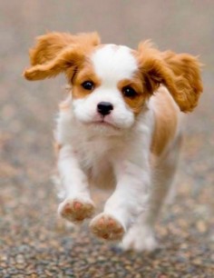 Cavalier King Charles Spaniel - These are the darling-est dogs!