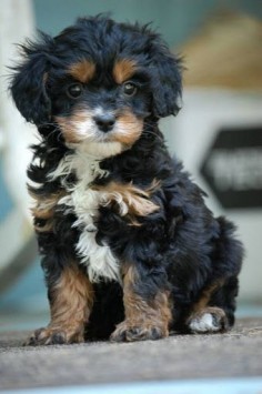 Cavapoo Pup - black and tan, the cutest! This would make a cute buddy for Emmett lol!