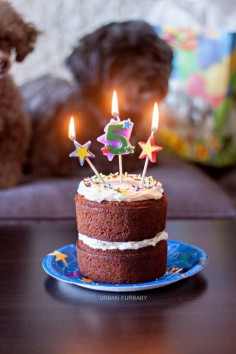 Celebrate your furbaby’s birthday with a deliciously homemade moist carrot cake even you can try it too! Two years later and another birthday party for my oldest furbaby, Grizz-Lee. ♥ Unlike Grizz’s first birthday party to celebrate his 3rd birthday with his friends, this party was instead, more intimate. Just the family of four (two owners, myself included, not shown). Being that I don’t currently have 