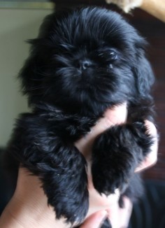 Chanel, sweet #Shihtzu puppy!