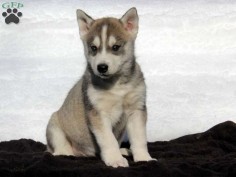 Check out these beautiful Siberian Husky puppies from top breeders!    The Siberian Husky is known for being a loving family dog but also exhibits the ancestral behavior of its ancestor the Wolf. With a very strong maternal instinct, the Siberian Husky will do well with kids when properly socialized.
