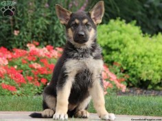 Cheyenne, German Shepherd puppy for sale from Lititz, PA