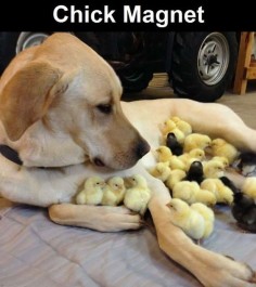 Chick Magnet cute animals dogs adorable dog puppy animal pets humor chicks funny animals funny pets funny dogs funny sayinsg