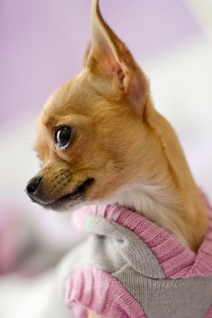 Chihuahua!!!!!! Adorable