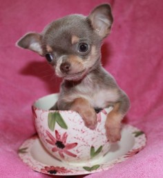 Chihuahua | Чихуахуа. Puppy. Lilac.
