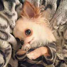 Chihuahua cutie