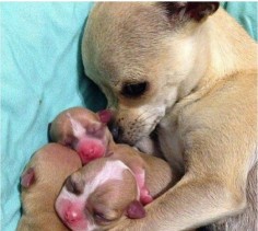 Chihuahua & her Pups.