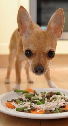 Chihuahua, Love them.