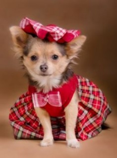 chihuahua red clothes