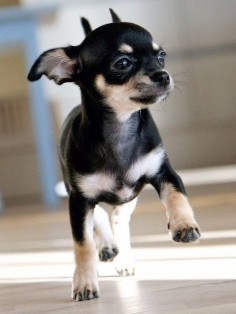 Chihuahuas originated in Mexico and are also considered as one of the world's smallest dog breed.